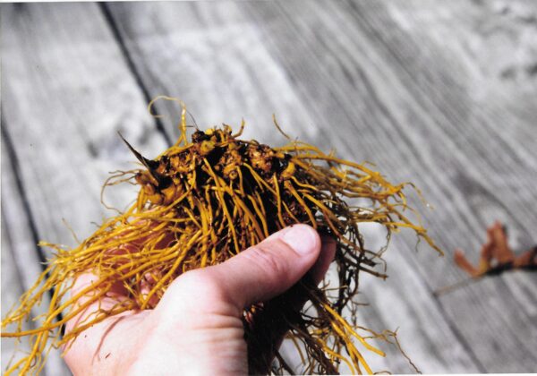 Extracto sin alcohol para salud immune Maui Medicinal Herbs