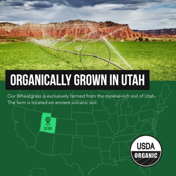 Polvo de jugo de hierba de trigo con beneficios nutricionales concentrados