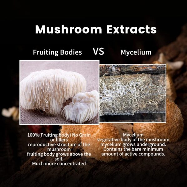 Polvo de melena de león concentrado para enfoque y creatividad