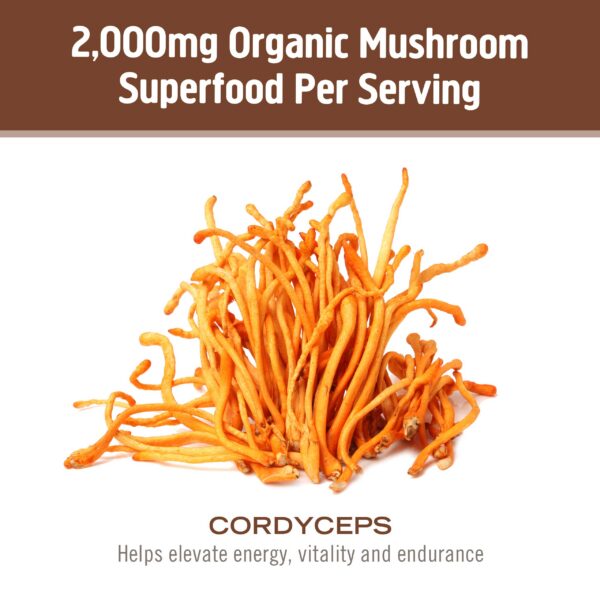 Polvo OM Mushroom Superfood Cordyceps apoyo oxidación y circulación