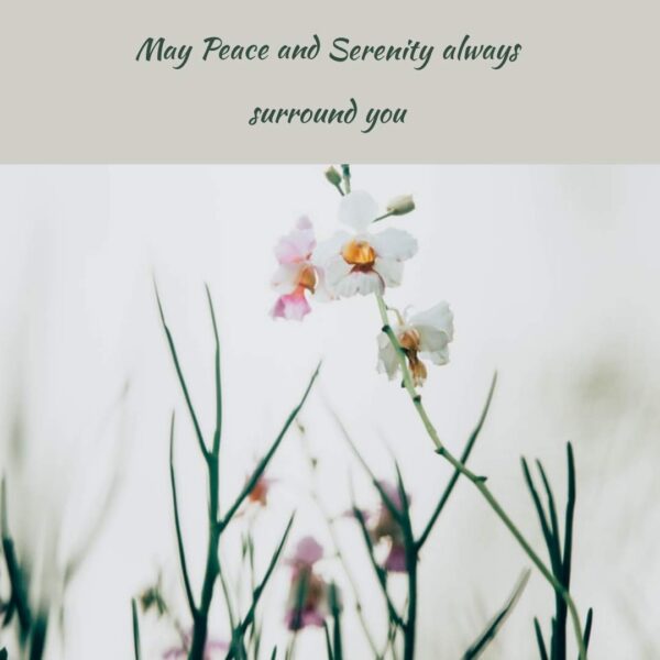 Detalles del polvo de regaliz orgánico Greenwood Essential