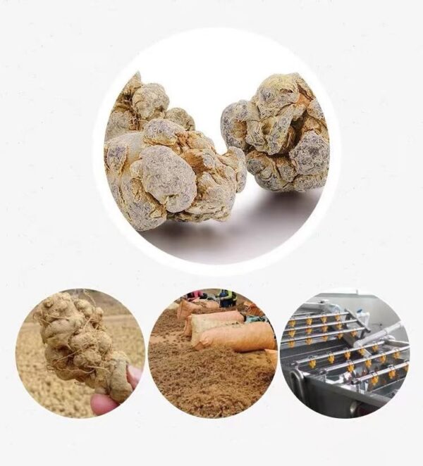 Polvo Sanqi Notoginseng herbal tradicional Doorpetal 250g