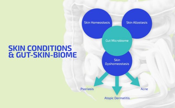 Prebiótico Codex Labs ingredientes para intestino saludable