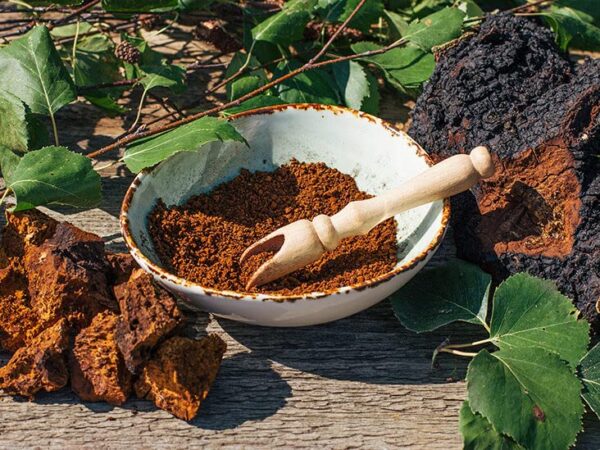 Preparación de infusión con hongo Chaga