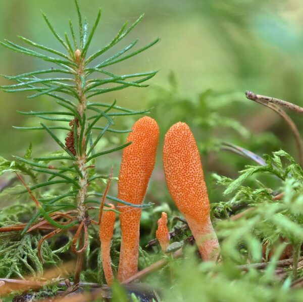 Presentación frontal tintura Cordyceps orgánica North Spore