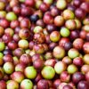 Producción y empaque Camu Camu Amazon Andes Perú