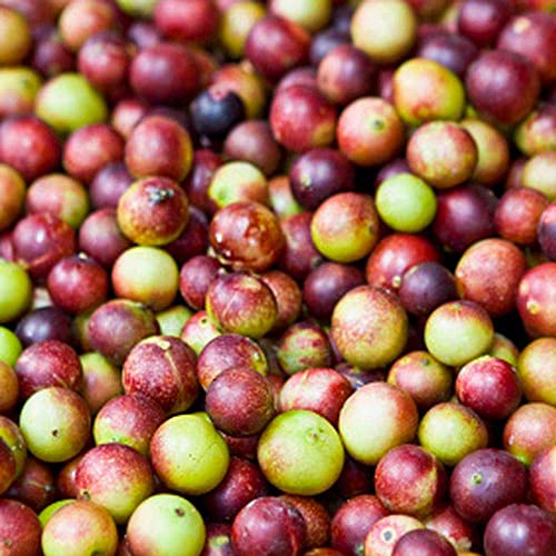 Producción y empaque Camu Camu Amazon Andes Perú
