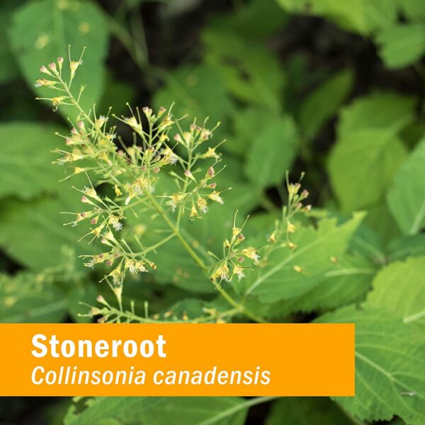 Version 1.0.0 Producto extracto Stoneroot Herb Pharm detalle frasco