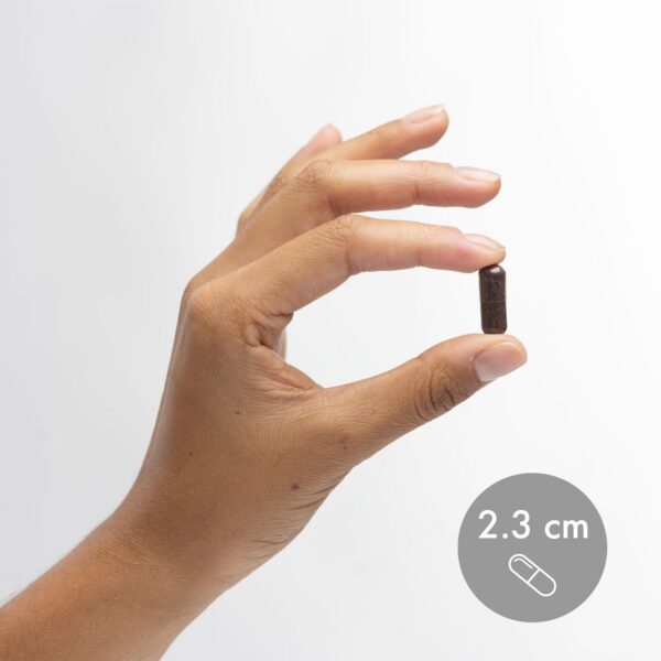 Producto saludable cápsulas saúco orgánico certificado USDA