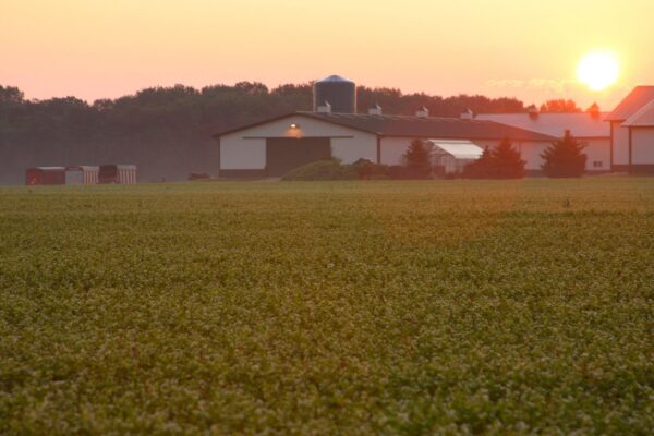 Catalyn masticable Standard Process vitaminas para bienestar general