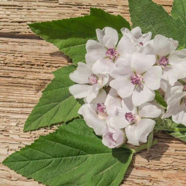 PURE ORIGINAL Malvavisco extracto raíz polvo paquete