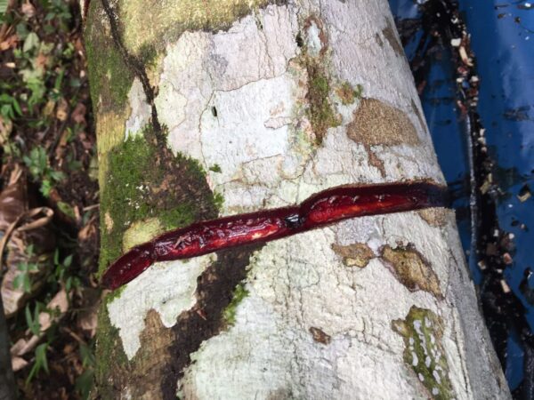 Origen de Croton lechleri en la Amazonía