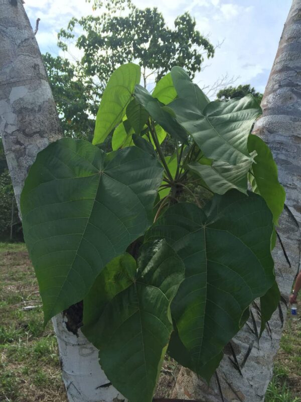 Caja y empaque Rainforest Pharmacy Dragon’s Blood