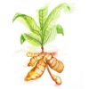 Raíz de cúrcuma en polvo encapsulada en cápsulas veganas