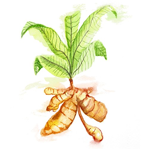 Raíz de cúrcuma en polvo encapsulada en cápsulas veganas