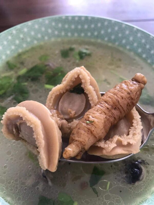 Detalle raíz ginseng americano Wisconsin tamaño mediano grande