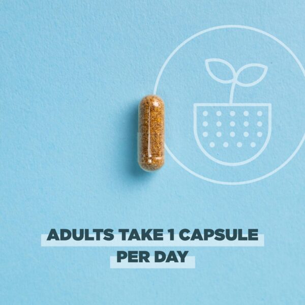 Raíz de jengibre fermentada en probióticos orgánicos Ancient Nutrition