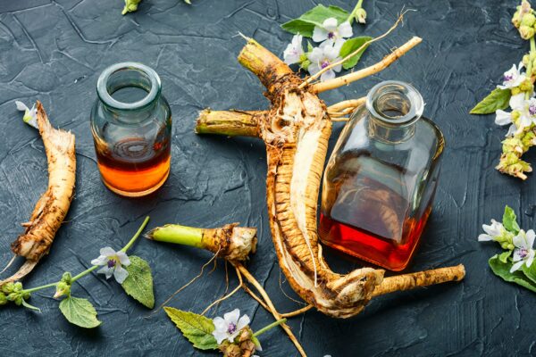 Raíz de malvavisco seca para preparar té beneficioso