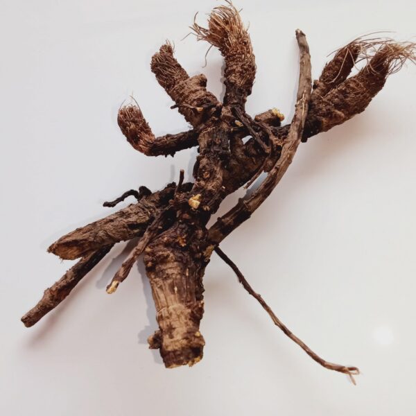 Raíz de Osha 1oz sostenible y ética