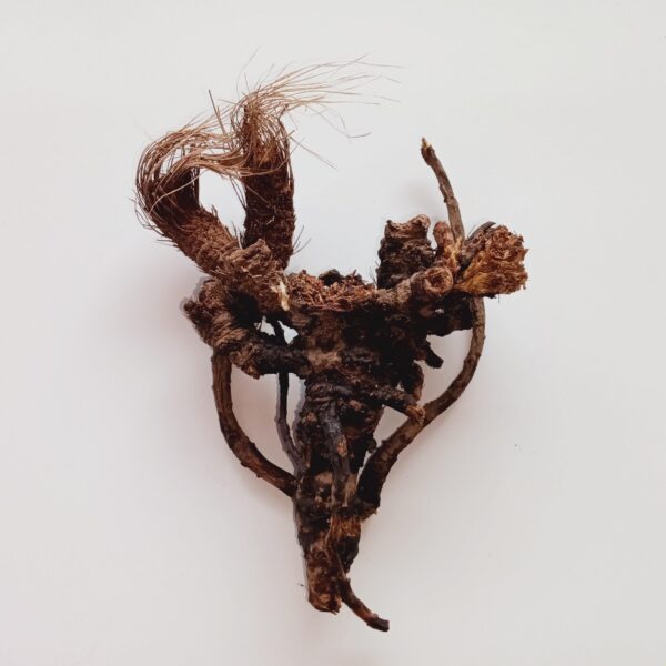 Raíz seca de Osha para uso medicinal