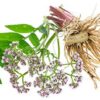 Raíz de valeriana Maui Medicinal suplemento natural cápsulas orgánicas