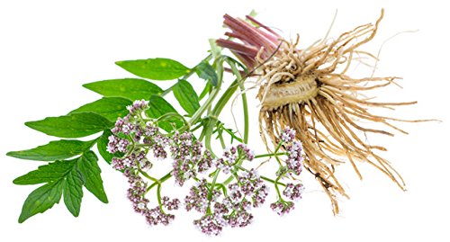 Raíz de valeriana Maui Medicinal suplemento natural cápsulas orgánicas