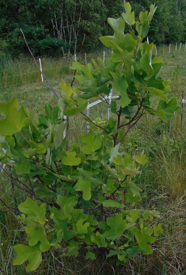 Royal Brand extracto en gotas para salud cerebral y visual