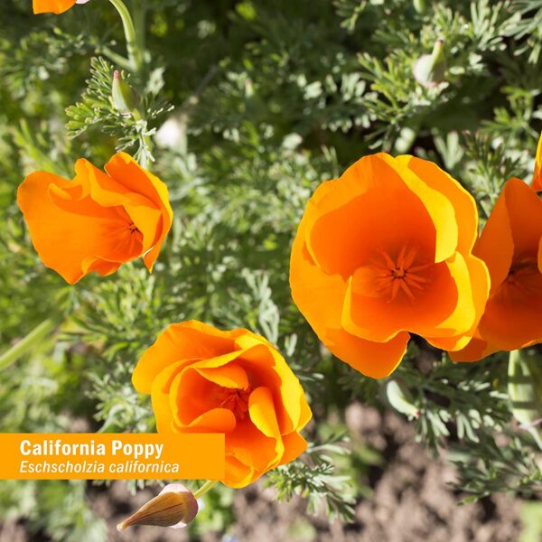 Spray calmante soporte sistema nervioso Herb Pharm 1 onza