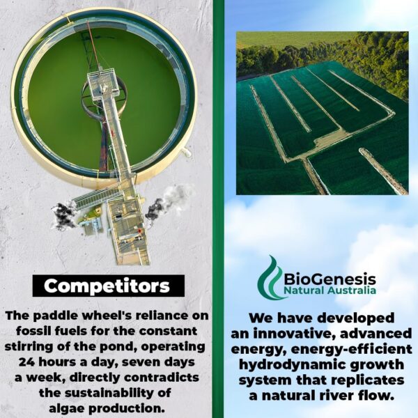 Superalimento chlorella BioGenesis tabletas orgánicas