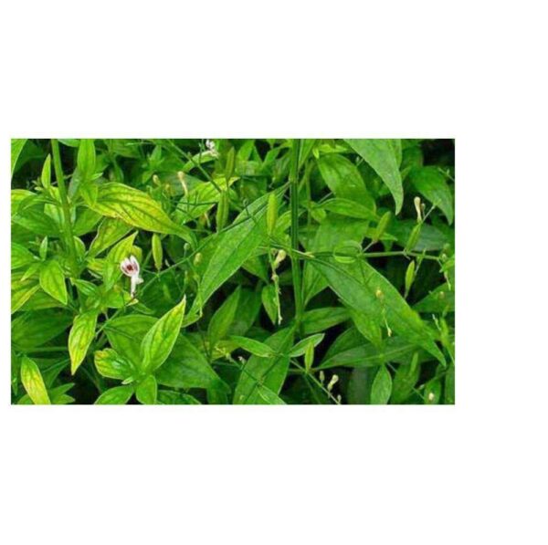 Suplemento herbal Kalmegh en polvo para apoyo inmunológico natural