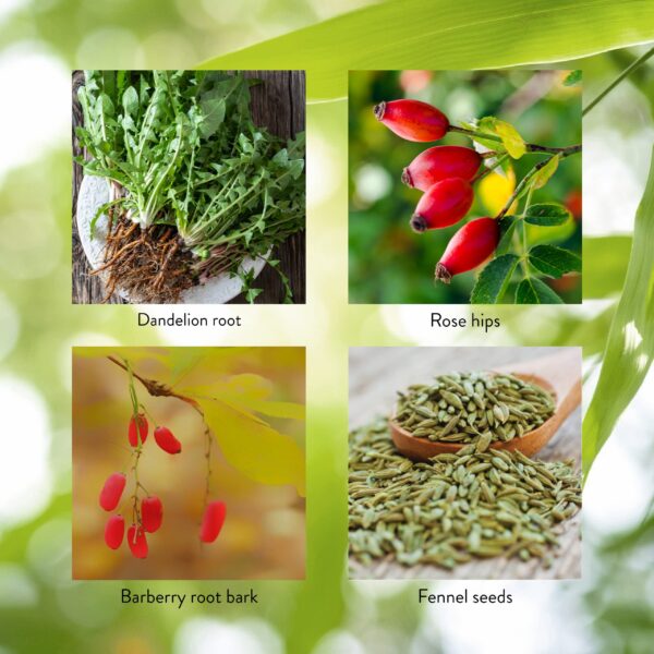 Version 1.0.0 Suplemento LIV-J de Nature's Sunshine para salud del sistema digestivo