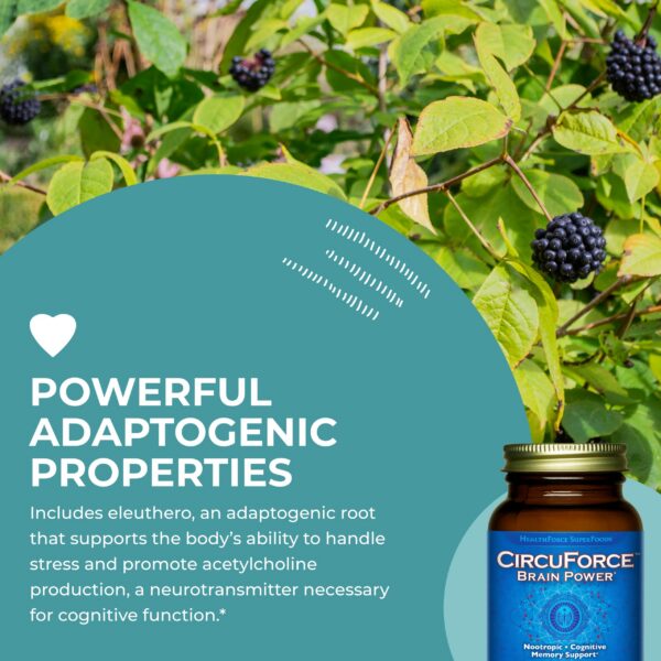 Version 1.0.0 Suplemento para memoria y salud cardiaca CircuForce