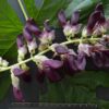 Mucuna Pruriens extracto natural para mejorar ánimo y energía mujeres