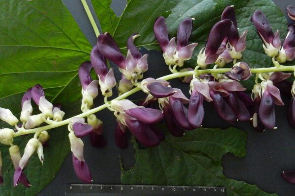 Mucuna Pruriens extracto natural para mejorar ánimo y energía mujeres