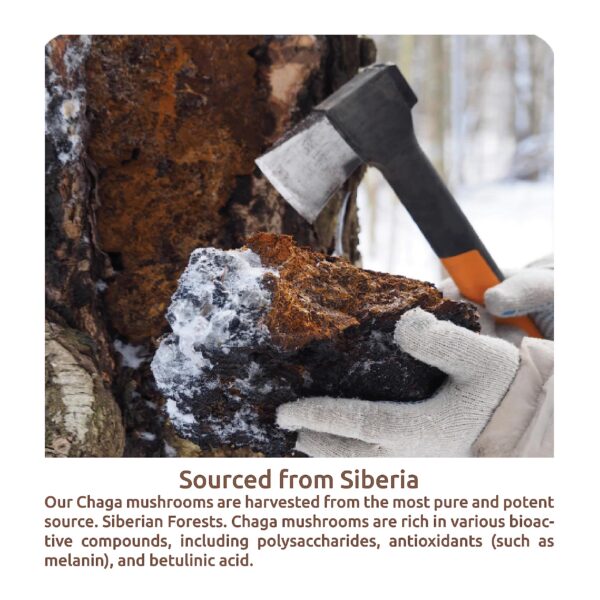 Suplemento natural ChagaWell con antioxidantes y vitaminas