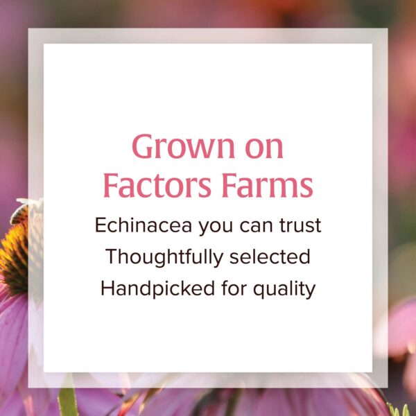 Suplemento Natural Factors Echinamide 60 cápsulas blandas