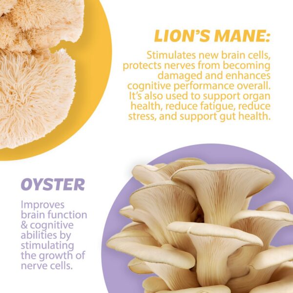 Suplemento con extracto de hongos y cafeína natural