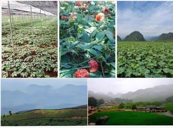 Suplemento polvo Herbal Sanqi Notoginseng Yunnan Doorpetal