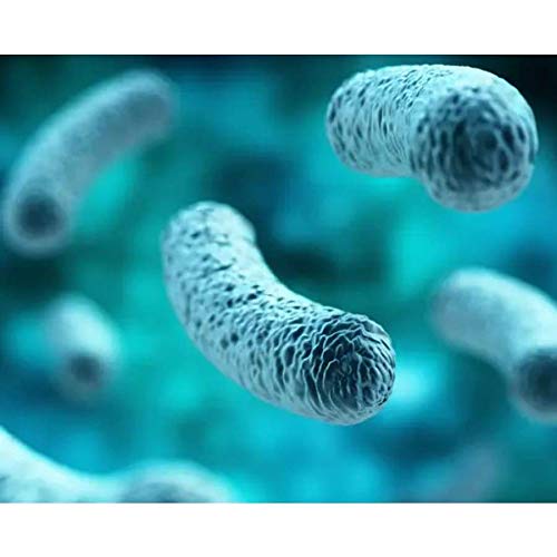 Suplemento probiótico BariatricPal para salud intestinal y sistema inmune