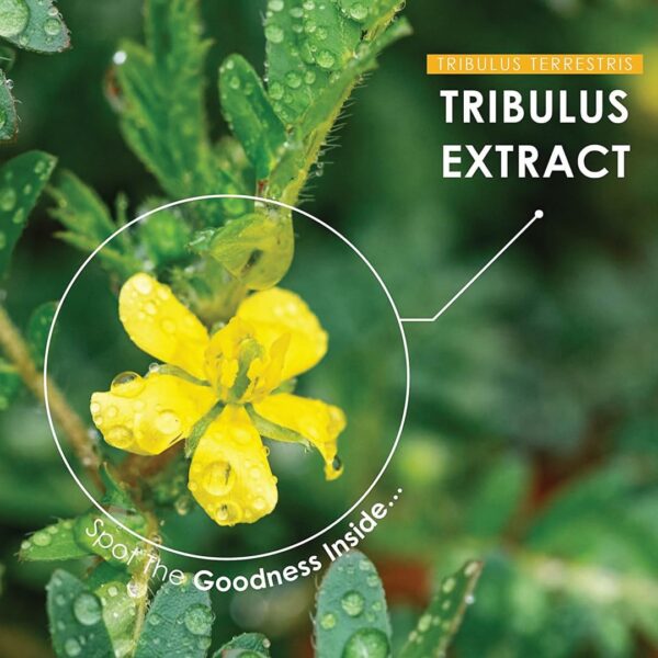 Suplemento tabletas Gokshura Miniature natural