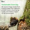Suplemento vegano chaga sin rellenos con beneficios antioxidantes