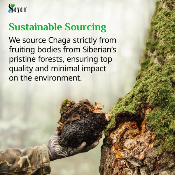 Suplemento vegano chaga sin rellenos con beneficios antioxidantes