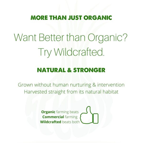 Té SpeedyVite ingredientes naturales para limpieza renal