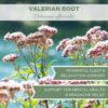 Té valeriana orgánico USDA calidad premium