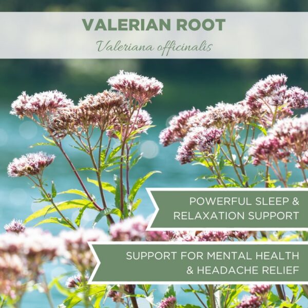 Té valeriana orgánico USDA calidad premium