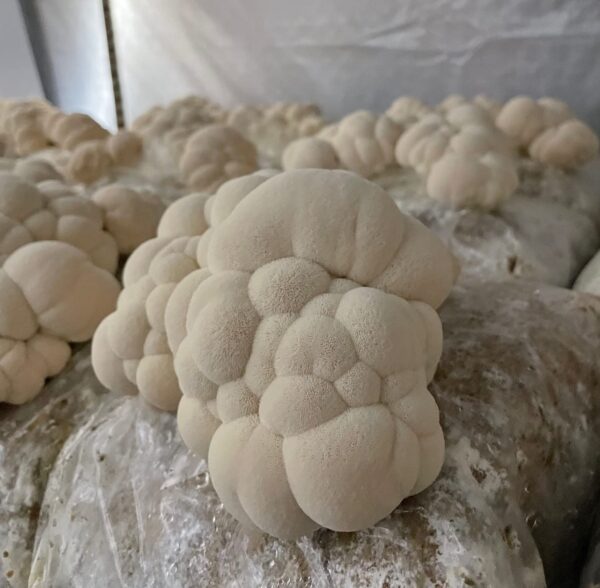 Texto informativo etiqueta tintura orgánica Hodgins Harvest