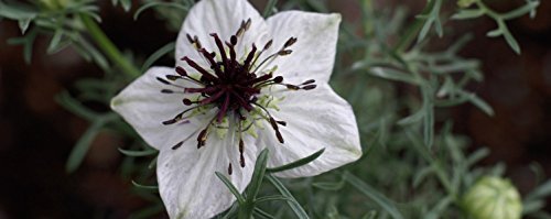 Version 1.0.0 Presentación del producto The Blessed Seed