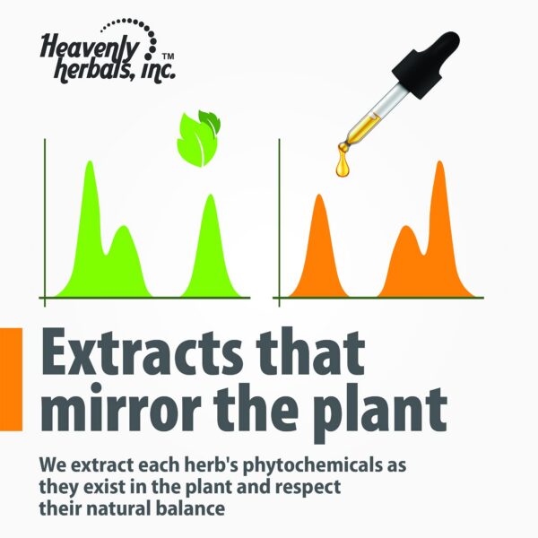 Botella Gotas de Bacopa Herbal Remedy suplemento 60ml