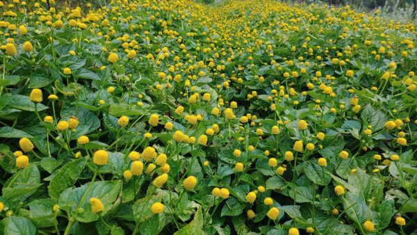Tintura de Spilanthes con técnica de permacultura