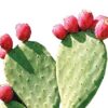 Uso polvo nopal rojo en jugo para salud digestiva